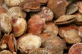 Mid-sized scallops on display Royalty Free Stock Photo