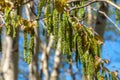 In mid-spring, picturesque poplar seeds hang like earrings from tree branches in parks and squares Royalty Free Stock Photo