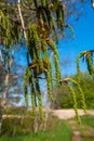 In mid-spring, picturesque poplar seeds hang like earrings from tree branches in parks and squares Royalty Free Stock Photo