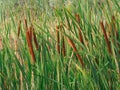 Cat Tails in Swamp Royalty Free Stock Photo