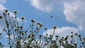 Mid summer floral sky background Royalty Free Stock Photo