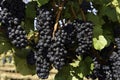 Wine Grape Harvest In The Wilamette Valley Royalty Free Stock Photo