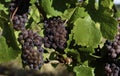 Wine Grape Harvest In The Wilamette Valley Royalty Free Stock Photo