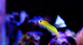 Midas Blenny - Ecsenius midas Royalty Free Stock Photo