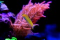 Midas Blenny - Ecsenius midas Royalty Free Stock Photo