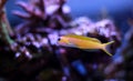 Midas Blenny - Ecsenius midas Royalty Free Stock Photo