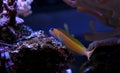 Midas Blenny - Ecsenius midas