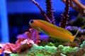 Midas Blenny - Ecsenius midas