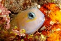 Midas Blenny Royalty Free Stock Photo