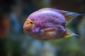 Midas Cichlid - Freshwater Fish Royalty Free Stock Photo
