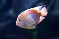 Midas Cichlid - Freshwater Fish Royalty Free Stock Photo