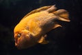 Midas cichlid Amphilophus citrinellus. Royalty Free Stock Photo