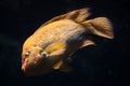 Midas cichlid Amphilophus citrinellus. Royalty Free Stock Photo