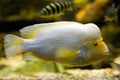 Midas Cichlid (Cichlasoma Citrinellum)