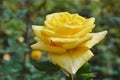 Midas touch yellow rose blooming in garden Royalty Free Stock Photo