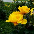 Midas Touch Yellow Roses 01 Royalty Free Stock Photo