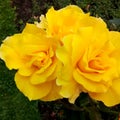 Midas Touch Yellow Roses 02 Royalty Free Stock Photo