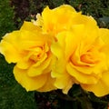 Midas Touch Yellow Roses 02 Royalty Free Stock Photo
