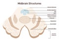 Midbrain cross section anatony. Human inner organ scheme with superior