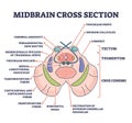 Midbrain cross section with labeled brain structure parts outline diagram