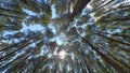 the midday atmosphere as the sun shines through the coolness in the beautiful pine forest