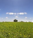 Midday on blossoming hills