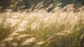 Midday Breeze in a Golden Grass Field Royalty Free Stock Photo