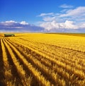 The midday on fields of Montana Royalty Free Stock Photo