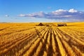 The midday on fields of Montana Royalty Free Stock Photo