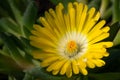 Midday flower, Delosperma congestum