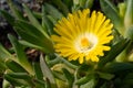 Midday flower, Delosperma congestum