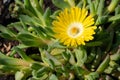 Midday flower, Delosperma congestum