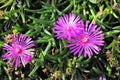 Midday flower with pink blossom