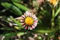 Small midday flower with big yellow center as high angle shot.