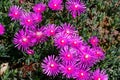 Midday flower with pink blossom