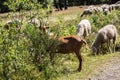 In the midday heat, sheep crowd in the shade