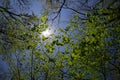 Sun glows through the top of these branches and big green leaves