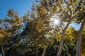 Midday Sunlight Shines through Tall Trees