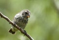 Middelste Grondvink, Medium Ground-Finch, Geospiza fortis