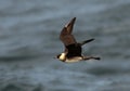 Middelste Jager, Pomarine Skua, Stercorarius pomarinus Royalty Free Stock Photo