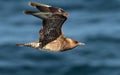 Middelste Jager, Pomarine Skua, Stercorarius pomarinus Royalty Free Stock Photo