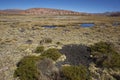 Midden in Lauca National Park, Chile Royalty Free Stock Photo