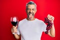 Middle age grey-haired man holding branch of fresh grapes and red wine sticking tongue out happy with funny expression Royalty Free Stock Photo