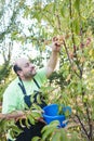 Middle age latin farmer man harvesting peaches from the tree in the garden. Small farmer concept.