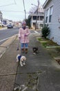A middle aged caucasian woman wearing a long pink winter jacket, hat and gloves walking her two dogs that are also wearing jackets Royalty Free Stock Photo