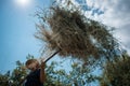 Middle-aged farmer making a haystack with a pitchfork for the winter on a sunny day in autumn. Agricultural work. Hay harvesting Royalty Free Stock Photo