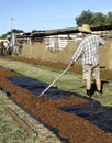 Middle-aged Farmhand Raking Dried Sultanas. Royalty Free Stock Photo