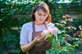 Middle aged female gardener in apron touching blooming rose bush Royalty Free Stock Photo