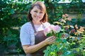 Middle aged female gardener in apron touching blooming rose bush Royalty Free Stock Photo