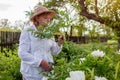 Senior gardener picking tree peonies flowers in spring garden. Retired woman cutting stem with pruner. Gardening Royalty Free Stock Photo